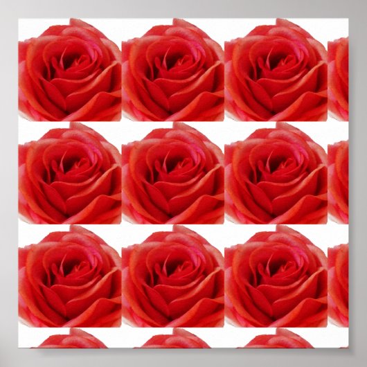 Rote Rose Poster (Vorne)