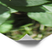 Rote Rose Poster (Ecke)