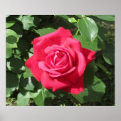 Rote Rose Poster (Vorne)
