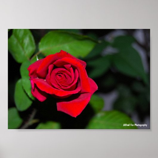 Rote Rose Poster (Vorne)