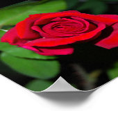 Rote Rose Poster (Ecke)