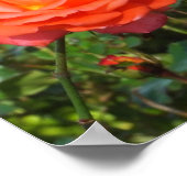 Rote Rose Poster (Ecke)