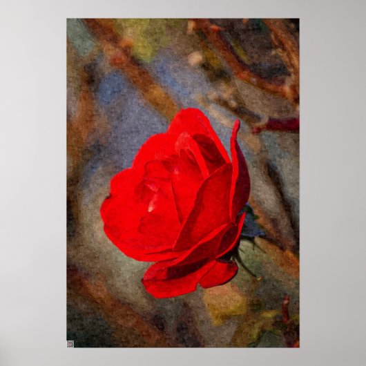 Rote Rose Poster (Vorne)