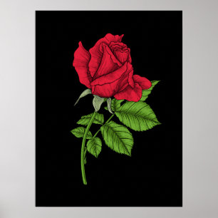 Rote Rose Poster