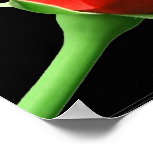 Rote Rose Poster (Ecke)