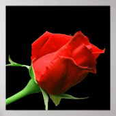Rote Rose Poster (Vorne)