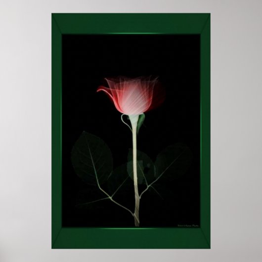 Rote Rose Poster (Vorne)