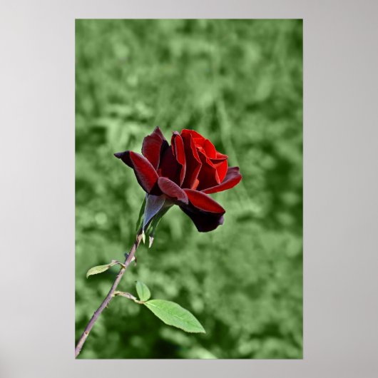 Rote Rose Poster (Vorne)