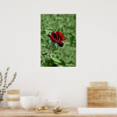 Rote Rose Poster (Küche)