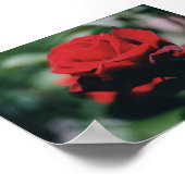 Rote Rose Poster (Ecke)