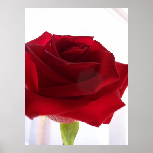 Rote Rose Poster (Vorne)