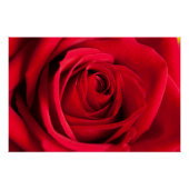 Rote Rose Poster (Vorderseite)