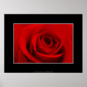 Rote Rose Poster (Vorne)