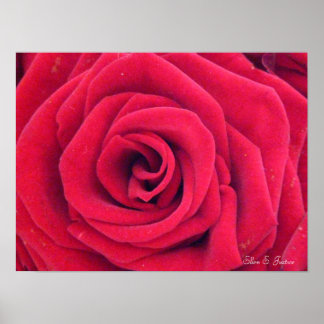Rote Rose Poster