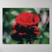 Rote Rose Poster Print (Vorne)