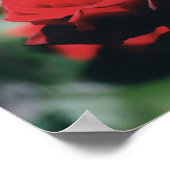 Rote Rose Poster Print (Ecke)
