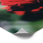 Rote Rose Poster Print (Ecke)