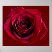 Rote Rose Poster Print Beautiful Blume Printing (Vorne)