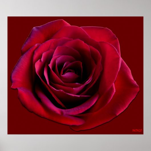 Rote Rose Poster Print Beautiful Blume Printing (Vorne)