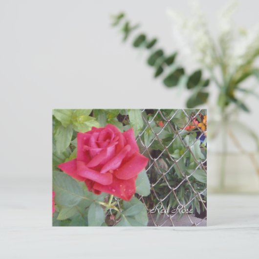 Rote Rose Postkarte (Stehend Vorderseite)
