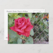 Rote Rose Postkarte (Vorne/Hinten)