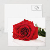 Rote Rose Postkarte (Vorne/Hinten)