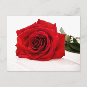 Rote Rose Postkarte
