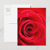 Rote Rose Postkarte (Vorne/Hinten)