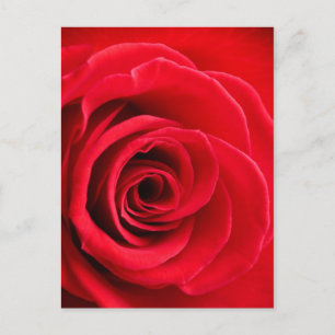 Rote Rose Postkarte