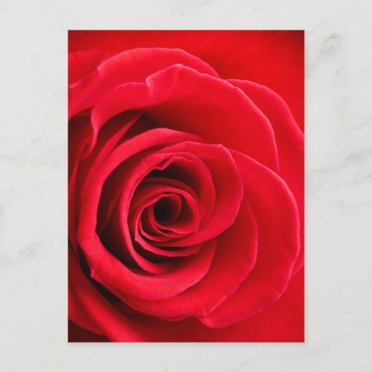 Rote Rose Postkarte (Vorderseite)