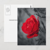 Rote Rose Postkarte (Vorne/Hinten)