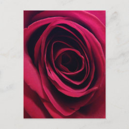 Rote Rose Postkarte