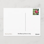 rote Rose Postkarte (Rückseite)