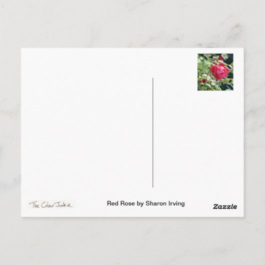 rote Rose Postkarte (Rückseite)