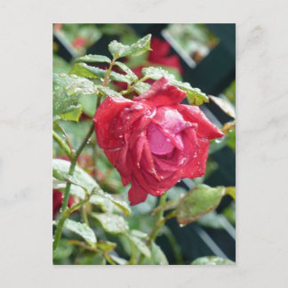 rote Rose Postkarte