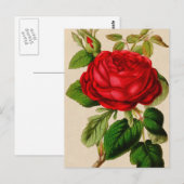Rote Rose Postkarte (Vorne/Hinten)