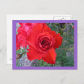 rote Rose Postkarte (Vorne/Hinten)