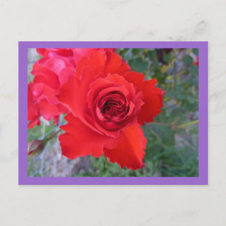 rote Rose Postkarte