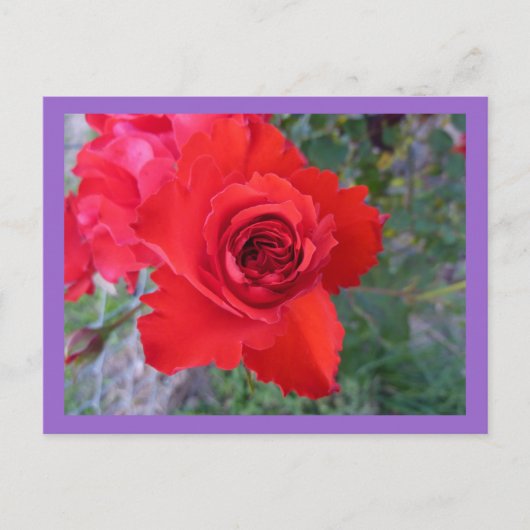 rote Rose Postkarte (Vorderseite)