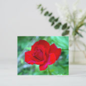 Rote Rose Postkarte (Stehend Vorderseite)