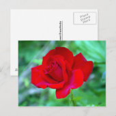 Rote Rose Postkarte (Vorne/Hinten)