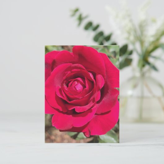 Rote Rose Postkarte (Stehend Vorderseite)