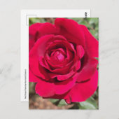 Rote Rose Postkarte (Vorne/Hinten)