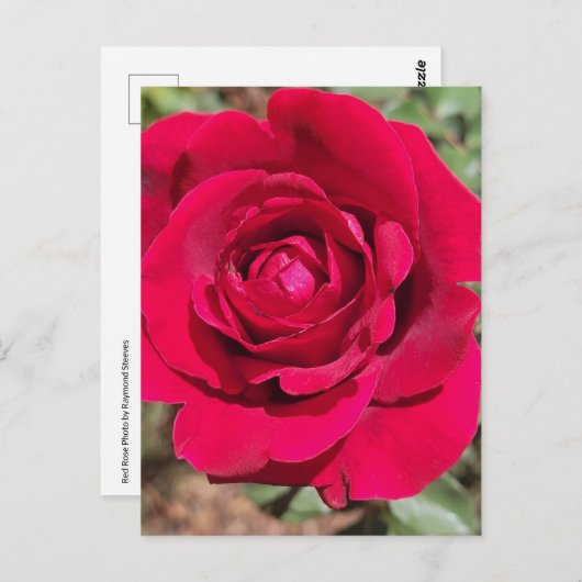 Rote Rose Postkarte (Vorne/Hinten)