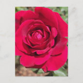 Rote Rose Postkarte (Vorderseite)