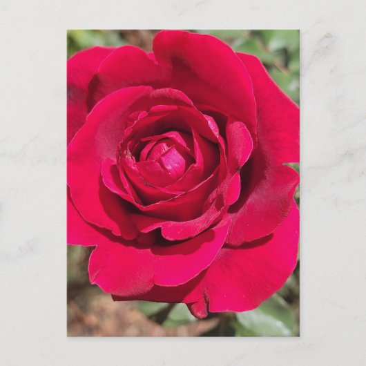 Rote Rose Postkarte (Vorderseite)