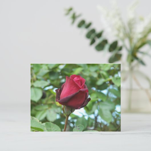 rote Rose Postkarte (Stehend Vorderseite)