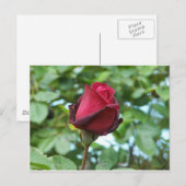 rote Rose Postkarte (Vorne/Hinten)