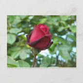 rote Rose Postkarte (Vorderseite)