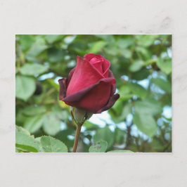 rote Rose Postkarte